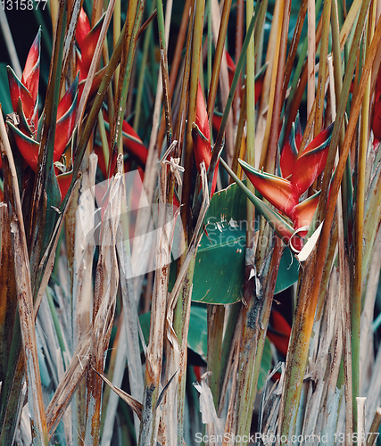 Image of heliconia flower Amber Mountain, Madagascar