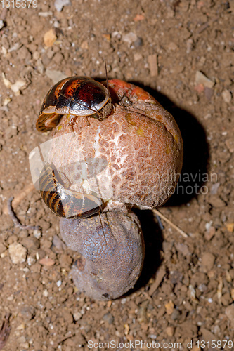 Image of Madagascar hissing, Amber Mountain