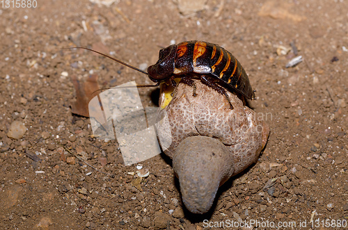 Image of Madagascar hissing, Amber Mountain