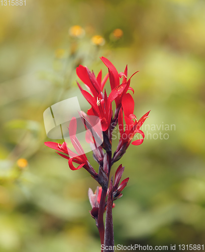 Image of red canna flower Amber Mountain Madagascar