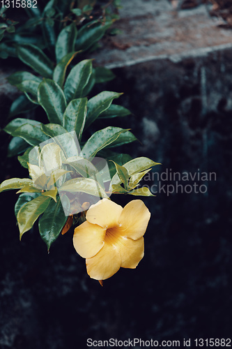 Image of flower Allamanda cathartica Madagascar