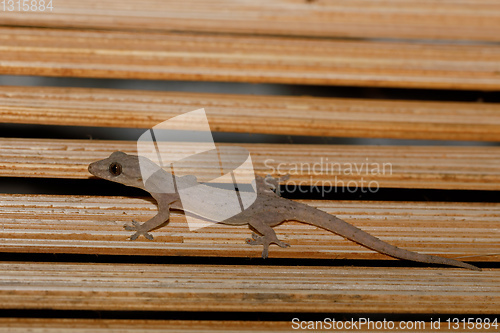 Image of Small night gecko Amber Moutain Madagascar