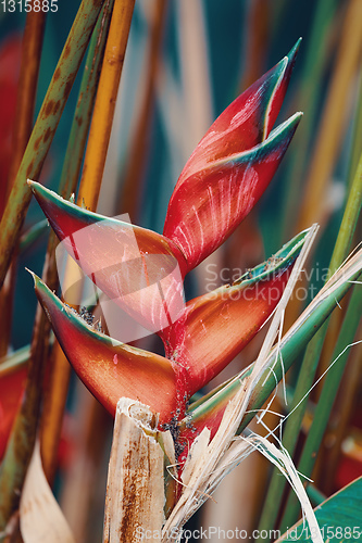 Image of heliconia flower Amber Mountain, Madagascar