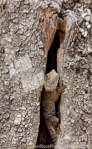 Image of collared iguanid lizard, madagascar