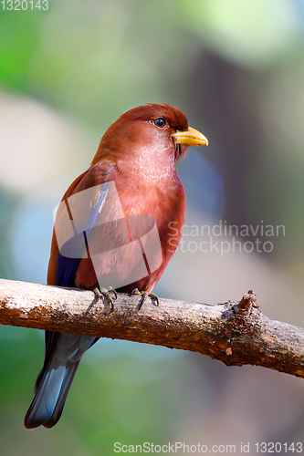 Image of Bird Broad-billed Roller Madagascar wildlife