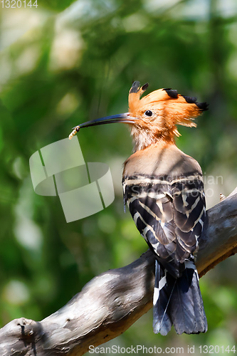 Image of bird Madagascan hoopoe Madagascar wildlife