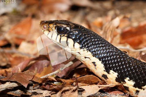 Image of snake Malagasy Giant Hognose, Madagascar wildlife