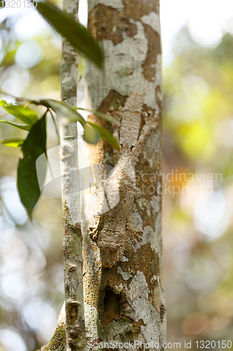Image of mossy leaf-tailed gecko, madagascar wildlife