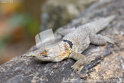 Image of collared iguanid lizard, madagascar