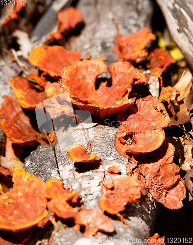 Image of Mushroom on the trunk, Madagascar rainforest