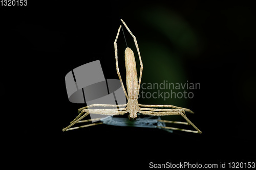 Image of Ogre-Faced spider Madagascar wildlife