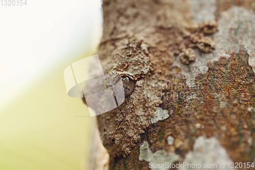 Image of mossy leaf-tailed gecko, madagascar wildlife