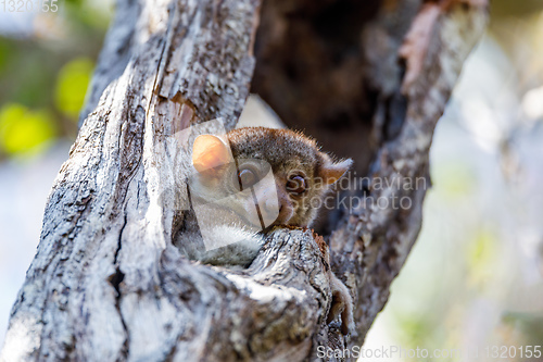 Image of sportive lemur, Madagascar wildlife