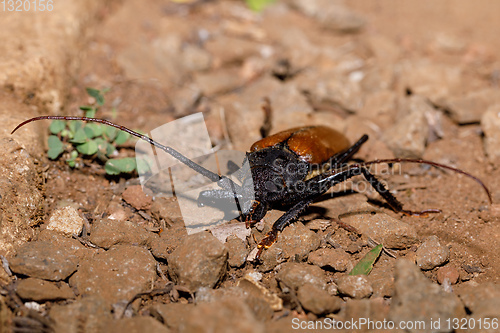 Image of Longhorn Beetle Madagascar wildlife