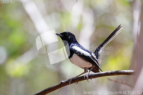 Image of bird Madagascar Magpie Robin