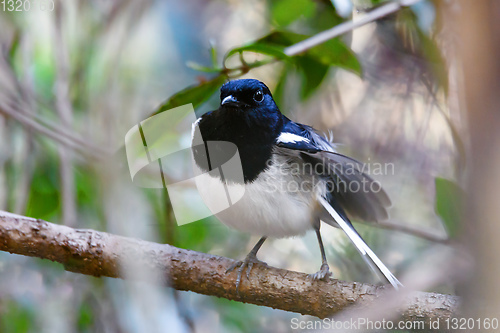 Image of bird Madagascar Magpie Robin