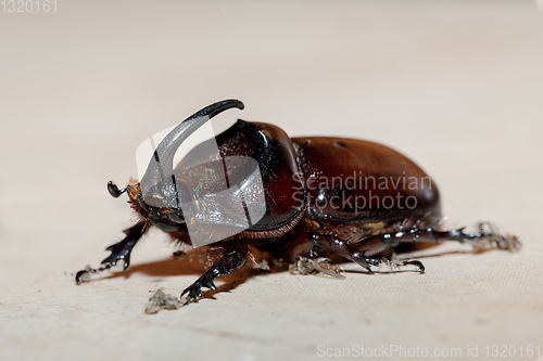 Image of rhinoceros beetle Madagascar wildlife