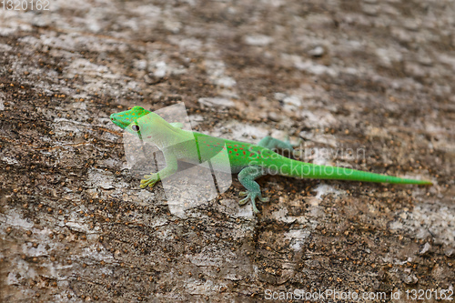 Image of day gecko Phelsuma Madagascar wildlife