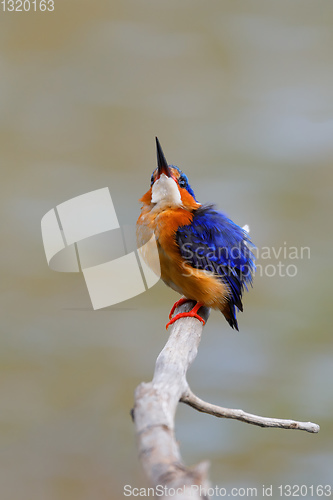 Image of beautiful bird kingfisher, madagascar