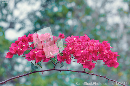 Image of Red Bougainvillea flowers, Madagascar