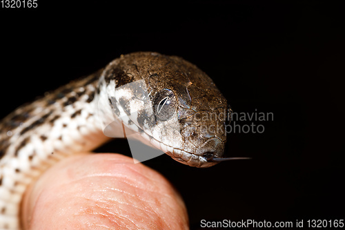 Image of Malagasy Cat-eyed Snake, madagascar wildlife