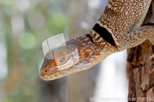 Image of collared iguanid lizard, madagascar