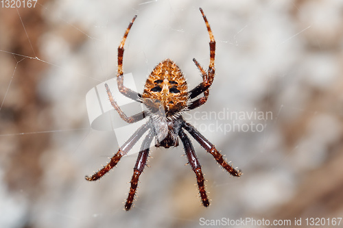 Image of orb-weaver spider spider, Madagascar wildlife