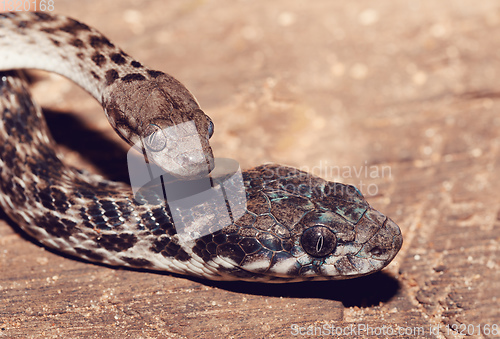 Image of Malagasy Cat-eyed Snake, madagascar wildlife