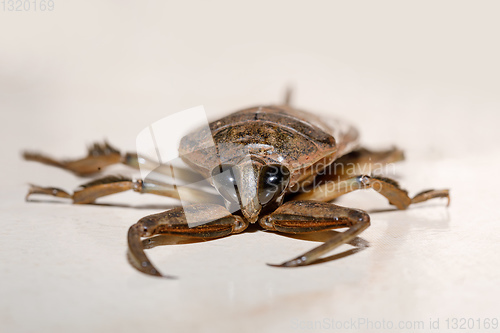 Image of Giant Water Bug madagascar wildlife