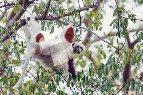 Image of Lemur Coquerel\'s sifaka madagascar wildlife