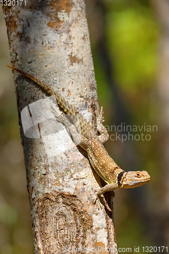 Image of collared iguanid lizard, madagascar