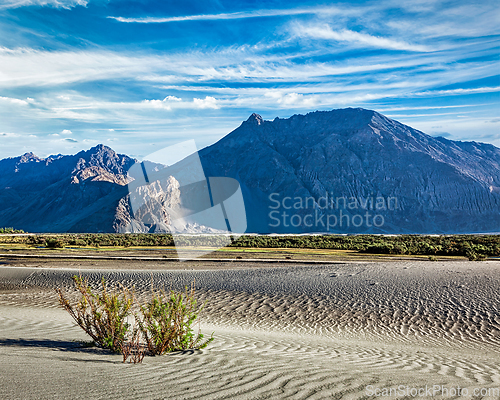 Image of Sand dunes in Nubra valley, Ladakh