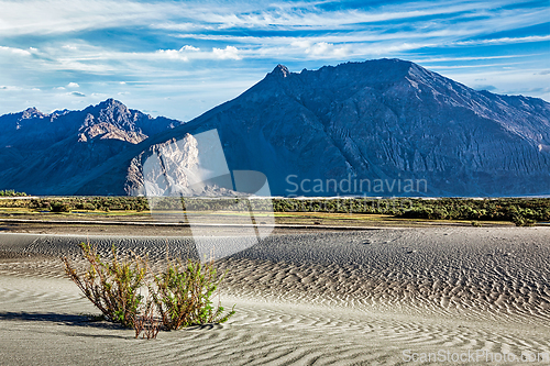 Image of Sand dunes in Nubra valley, Ladakh