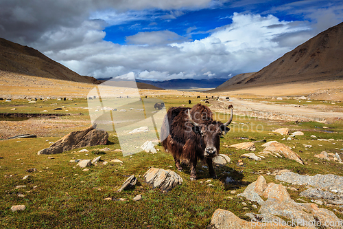 Image of Yak in Himalayas. Ladakh, India