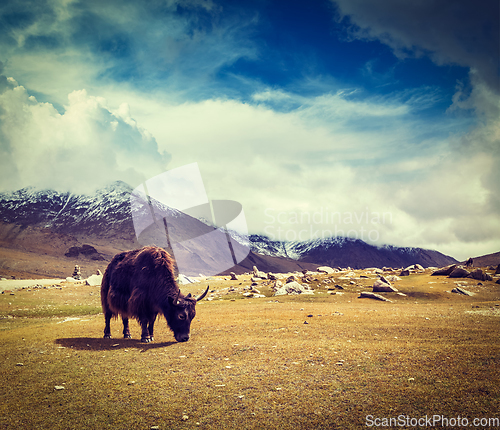 Image of Yak grazing in Himalayas