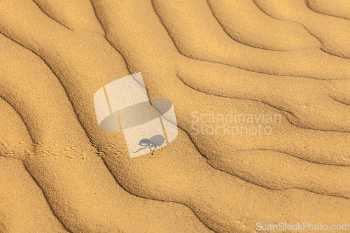 Image of Scarab (Scarabaeus) beetle on desert sand