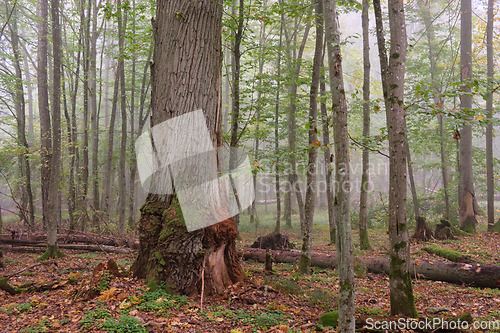 Image of Misty morning in autumnal forest