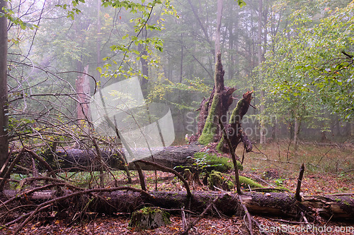 Image of Misty morning in autumnal forest