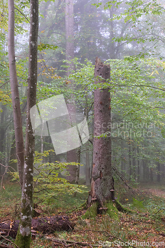 Image of Misty morning in autumnal forest