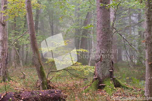 Image of Misty morning in autumnal forest