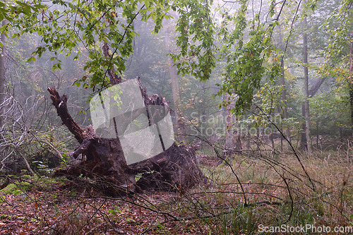 Image of Misty morning in autumnal forest