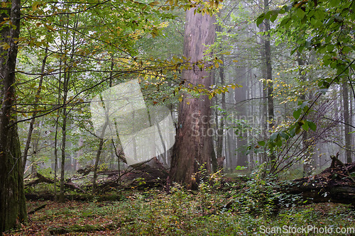 Image of Misty morning in autumnal forest