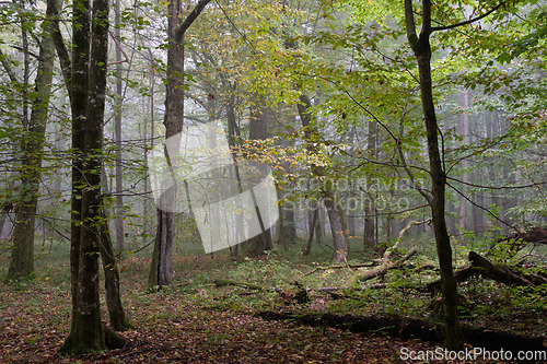 Image of Misty morning in autumnal forest