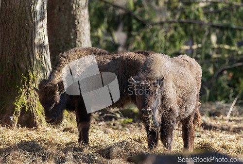 Image of Two European Bison (Bison bonasus) calves in sunlight