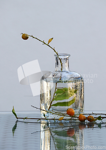 Image of Still life with duranta branches