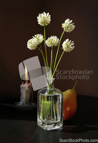 Image of Still life with White Clover flowers