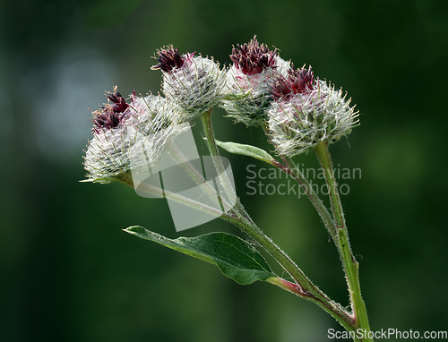 Image of Greater burdock flowers