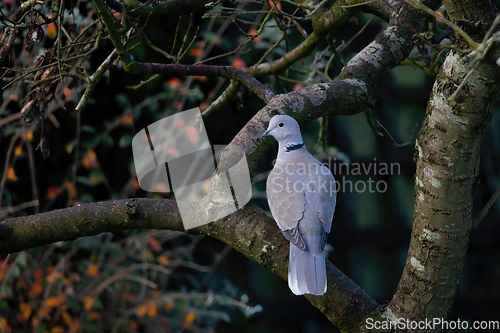 Image of Eurasian Collared Dove in Tree