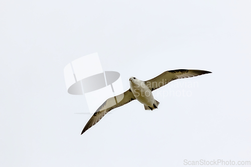 Image of Northern Fulmar