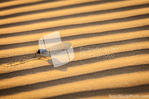 Image of Scarab (Scarabaeus) beetle on desert sand